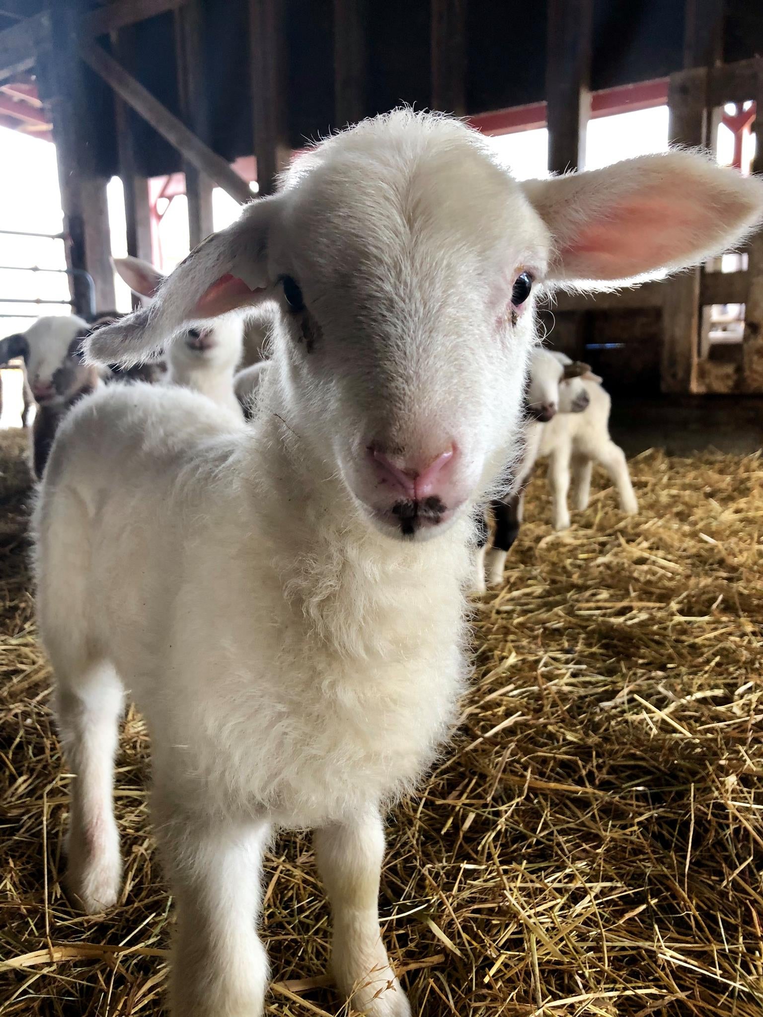 Grass-Fed Lamb Cuts — GUTIERREZ FAMILY FARMS Home